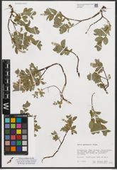 Foto von Salix pyrenaica Gouan